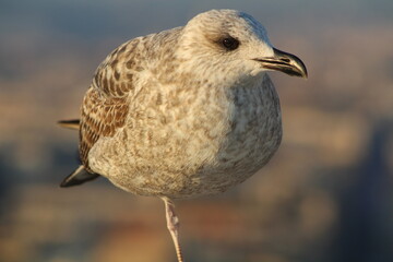 bird in florence italy portrait 