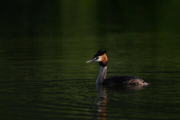 Great crested grebe // Haubentaucher (Podiceps cristatus)