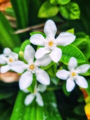 White gardenia flowers are suitable for garlands, fragrant. 