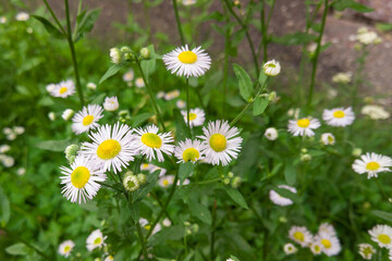 Erigeron annuus known as annual fleabane, daisy fleabane, or eastern daisy fleabane.