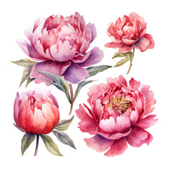 Fototapeta premium peony flower set watercolor illustration