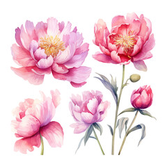 peony flower set watercolor illustration