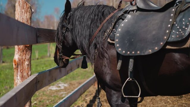 Tamed dark chestnut horse with vintage decorated saddle and long mane stands by wooden fence at ranch slow motion. Equine animal on farm pastureland closeup