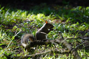 Fototapeta premium Eastern Gray Squirrel