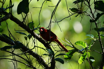 Northern Cardinal