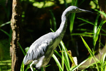 Little Blue Heron