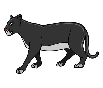 black panther vector illustration