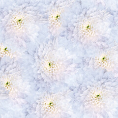 Seamless   watercolor chrysanthemums flowers.  Floral  background.  Close-up.  Nature.