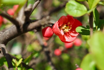 햇살이 비추는 한국의 산당화, 봄꽃