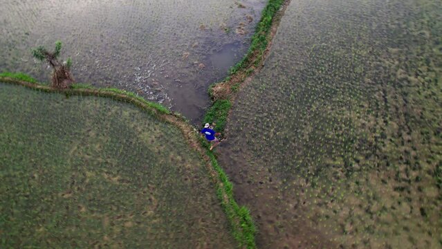 Magnifique rizi&egrave;res en eau au milieu d'une for&ecirc;t tropical de palmier pendant un couch&eacute; de soleil sur l'ile de Bohol aux Philippines en Asie.