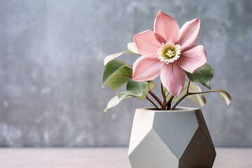Pink flower hellebore in cement vase on concrete background. Copy space for text