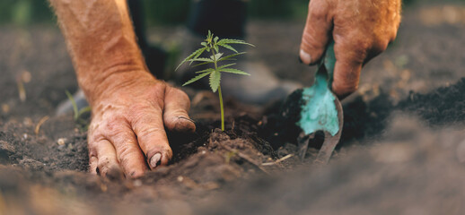 Concept farm marijuana plantation banner. Farmer hands holds baby cannabis plant