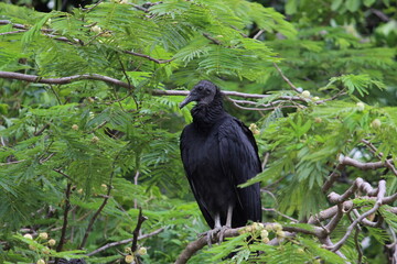 ZOPILOTE NEGRO