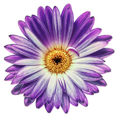 Purple   peony flower  on    isolated background with clipping path.   Closeup.   For design. Transparent background.    Top view.  Nature.