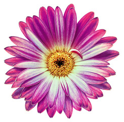 Purple   peony flower  on   isolated background with clipping path.   Closeup.   For design.   Transparent background.  Top view.  Nature.