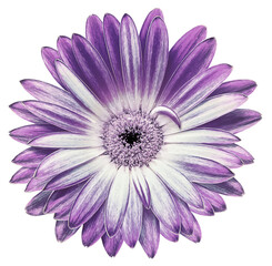 Purple   peony flower  on   isolated background with clipping path.   Closeup.   For design.  Transparent background.   Nature.