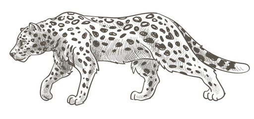 Leopard with spots on fur, still cheetah or tiger © Sonulkaster