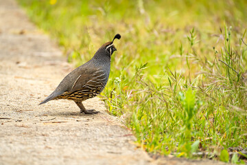 Male California quail (Callipepla californica) walking in the park. 