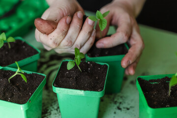 Transplanting plant seedlings in the seedling tray at home. Pricking out new plants. Gardening as a hobby.