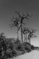 Fototapeta na wymiar Beautiful Alley of baobabs. legendary Avenue of Baobab trees in Morondava. Iconic giant endemic of Madagascar.monochrome