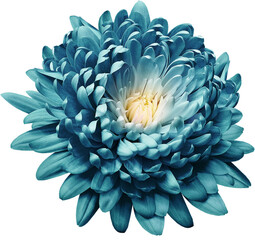 Turquoise  chrysanthemum flower  on  isolated background with clipping path. Closeup.  Transparent background.  Nature. 