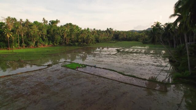 Magnifique rizi&egrave;res en eau au milieu d'une for&ecirc;t tropical de palmier pendant un couch&eacute; de soleil sur l'ile de Bohol aux Philippines en Asie.