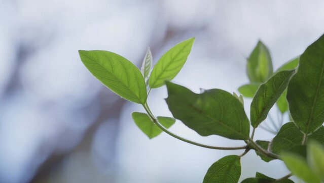 Closeup of green plant leaves on blurred background with copy space on left side