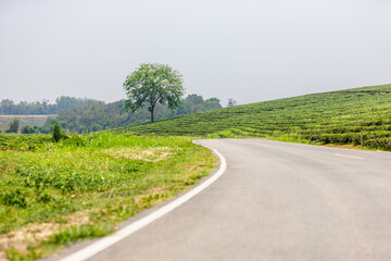 The natural background of the tea plantation and the bright sky surrounding it, the blur of sunlight hitting the leaves and the cool breeze blowing.