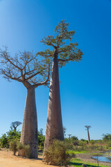 Obraz na płótnie Canvas Avenue with the Baobab trees allee near Morondava in Madagascar