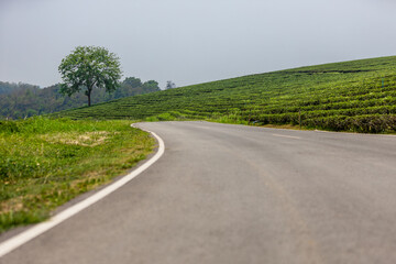 The natural background of the tea plantation and the bright sky surrounding it, the blur of sunlight hitting the leaves and the cool breeze blowing.