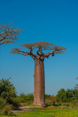 Fototapeta na wymiar Single baobab at the legendary Avenue of Baobab trees in Morondava. Iconic giant endemic of Madagascar.