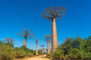 Avenue with the Baobab trees allee near Morondava in Madagascar