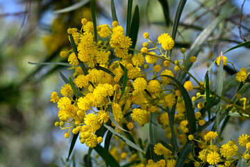 Eucalyptus blossom // Eucalyptus-Blüte - Mesolongi, Greece © bennytrapp