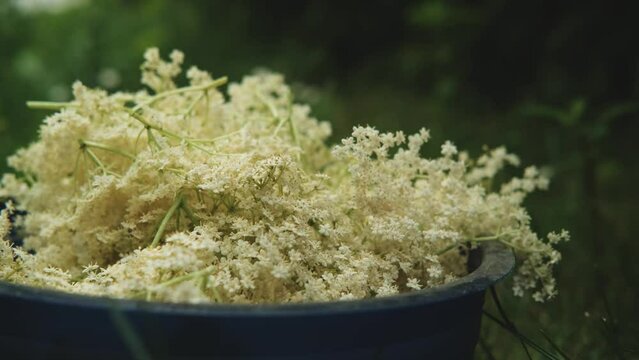 Collecting elderflower into bowl standing in grass