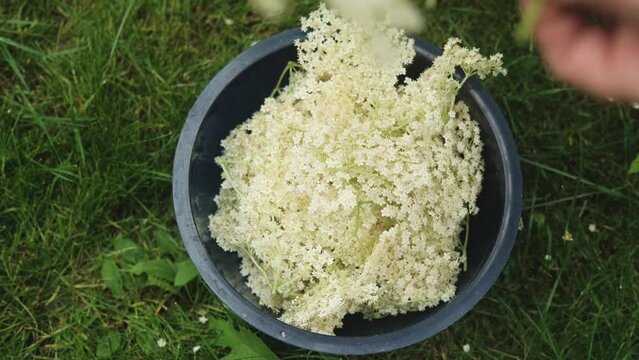 Collecting elderflower into a bowl standing in grass, high angle shot