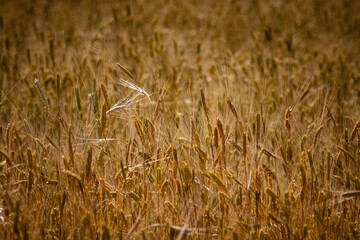 lavender fields in Plateau d'Albion, in Provence