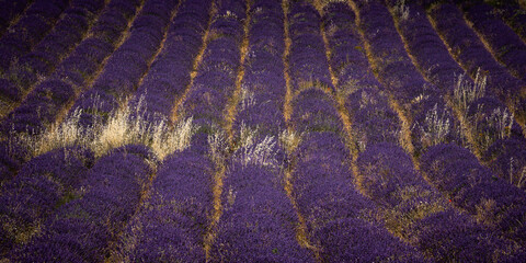 Fototapeta na wymiar lavender fields in Plateau d'Albion, in Provence