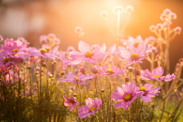 onętek, kwiat kosmos w promieniach zachodzącego słońca w wiejskim ogrodzie latem