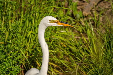 Close-up of Great Egret (Ardea alba)