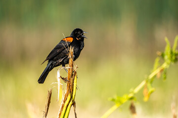The red-winged blackbird (Agelaius phoeniceus) sitting on dry grass.