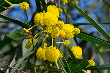 Eucalyptus blossom // Eucalyptus-Blüte - Mesolongi, Greece © bennytrapp