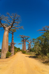 Fototapeta na wymiar Beautiful Alley of baobabs, avenue without people, Baobab trees in Morondava. giant endemic of Madagascar.
