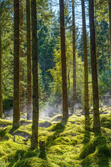 Sunny forest with mist in the morning