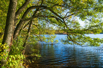 Lush green tree branches hanging over the water surface