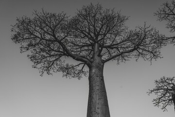 Single baobab at the legendary avenue of Baobab trees in Morondava. Madagascar. Iconic giant...