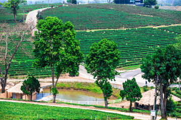 Obraz premium The natural background of the tea plantation and the bright sky surrounding it, the blur of sunlight hitting the leaves and the cool breeze blowing.