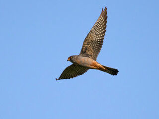 Red-footed falcon (Falco vespertinus)