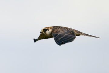 Red-footed falcon (Falco vespertinus)
