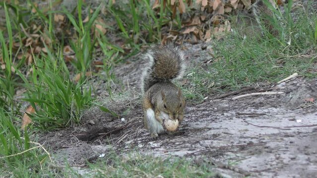 Squirrel Eating Turtle Egg in Florida Wetlands