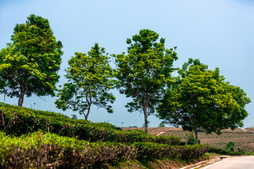 Obraz premium The natural background of the tea plantation and the bright sky surrounding it, the blur of sunlight hitting the leaves and the cool breeze blowing.